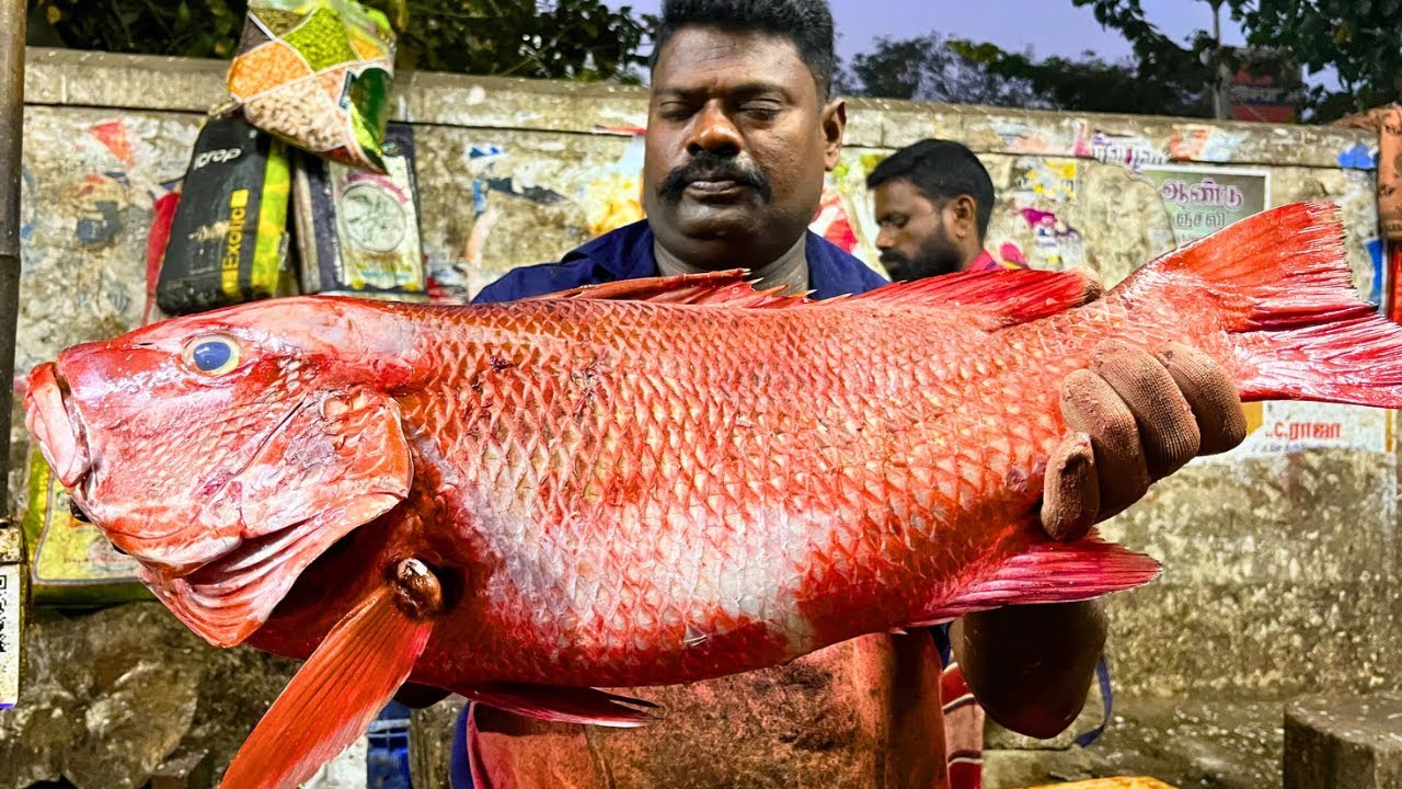KASIMEDU 🔥 SPEED SELVAM | BIG RED SNAPPER FISH CUTTING VIDEO | FF CUTTING 🔪