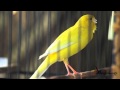 SUARA BURUNG Kenari Yellow Monkey Juara Nasional Full Gacor