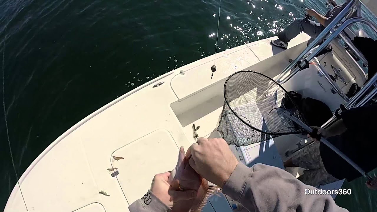 Catching a hogfish on hook and line YouTube