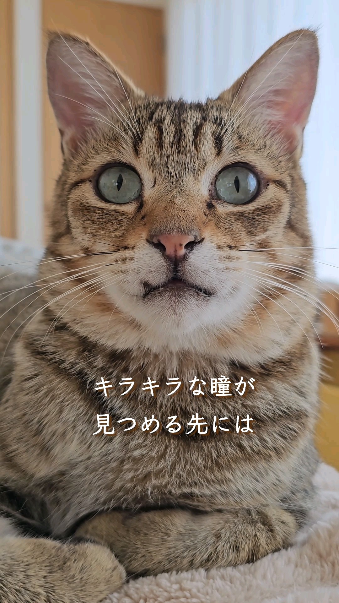 しあわせみーつけた🎶 #Shorts #いくらちゃん #にこねこ #に
