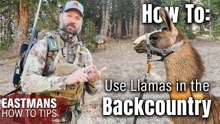 How to Use a Llama for Hunting or Backpacking @wyomingllamas screenshot 4