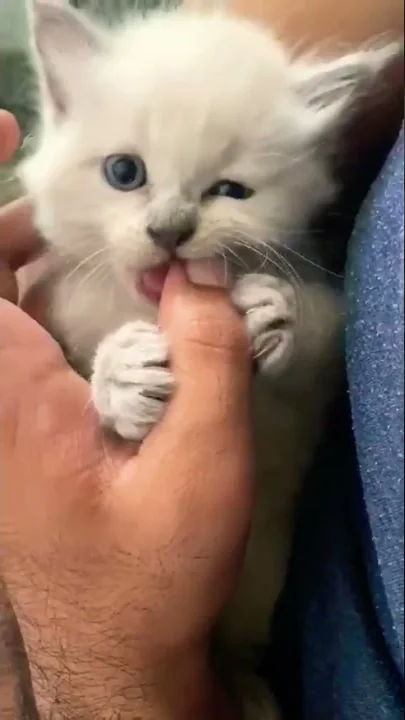 Watch the video about Cute persian kitten😍😻 #shorts #persiankitten #persiancat #viralshorts #ytshorts #catlover