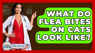 What Do Flea Bites On Cats Look Like? - Ask A Pet Vet