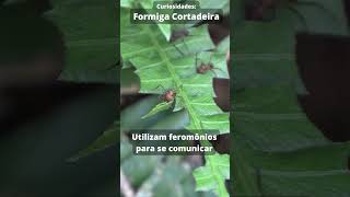 Formiga Cortadeira - Curiosidades#3