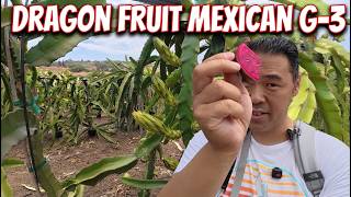 Dragon Fruit Profile Mexican G3