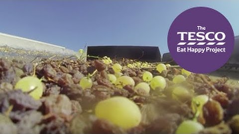 See how grapes are dried to become raisins, ready to buy in the shops