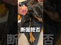 断固としてママから離れたくないドーベルマン 続きは関連動画から↓