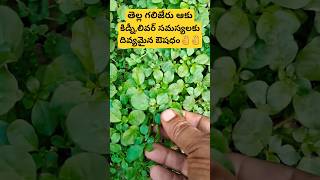 "తెల్ల గలిజేరు" దివ్య ఔషధం #trending #punarnava #medicinal #health #yt #ytshorts #viral #shorts 👌👌👌👌