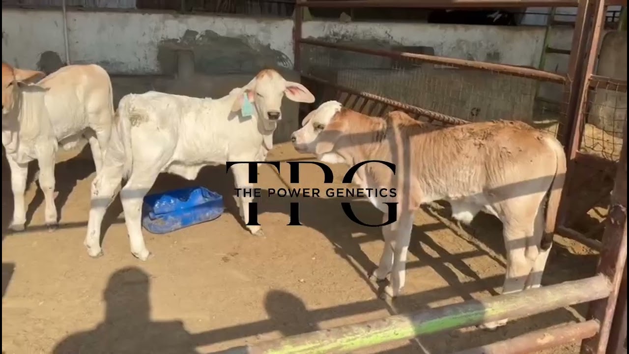 Beautiful Cow Kids From The Power Genetics Pakistan