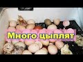 Отличный вывод цыплят, два инкубатора