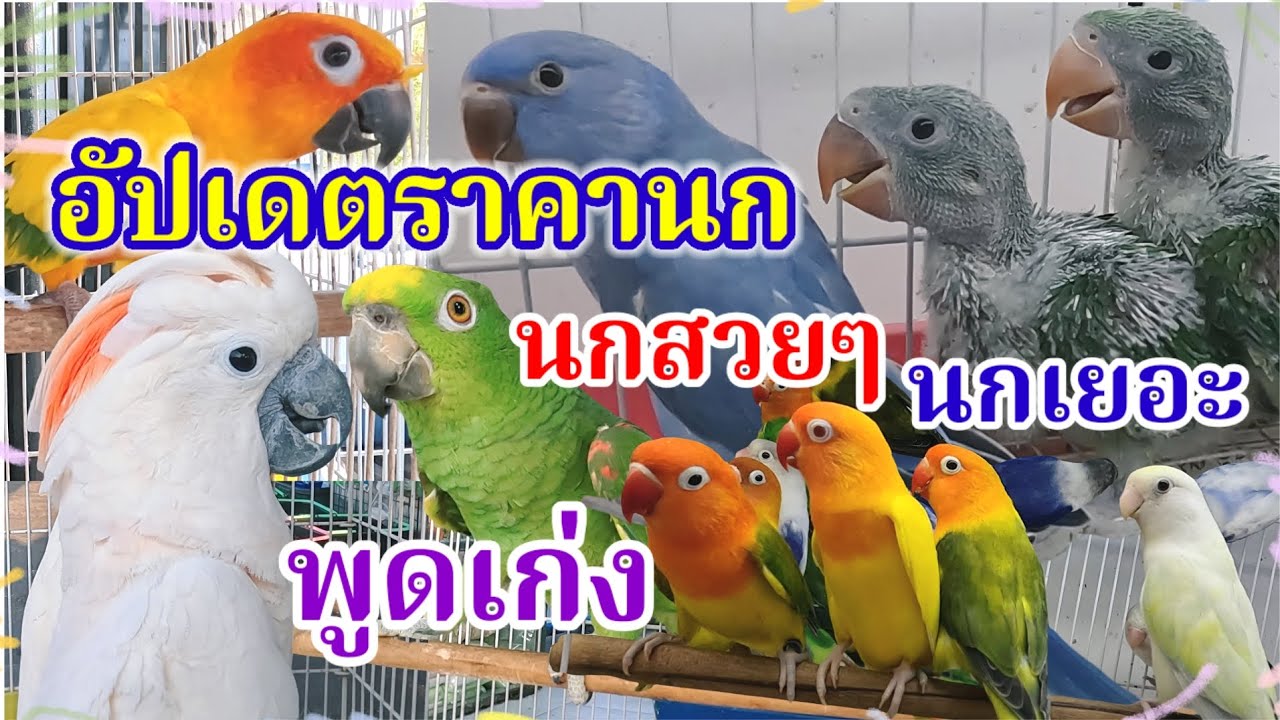 มาแล้ว อัปเดตราคานก นกเยอะ นกสวยๆ จตุจักร2 มีนบุรี ร้านอันดามัน นกสวยงาม 