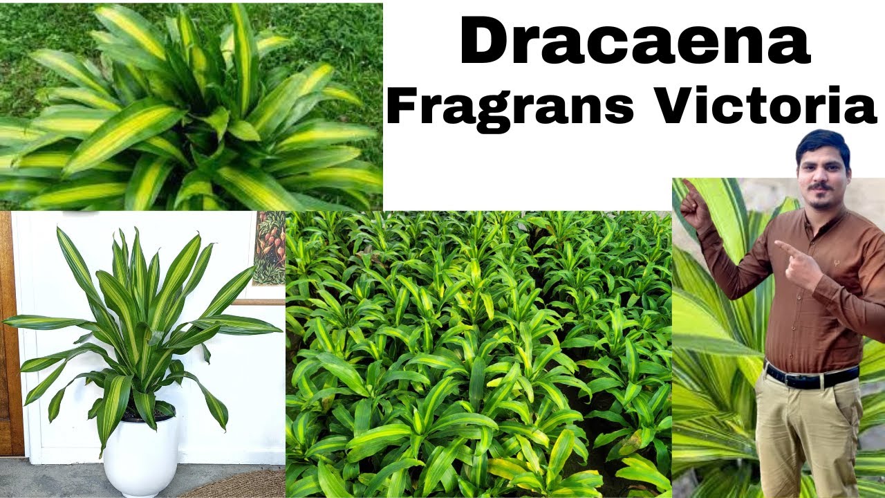 Dracaena Fragrans Victoria Plant l Corn Plant l How to Care Dracaena  Fragrans? l Best Indoor Plant