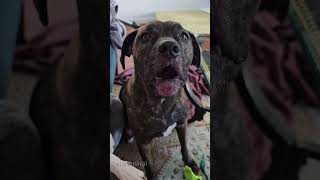 Talkative Dogdogdog funnydogfyp