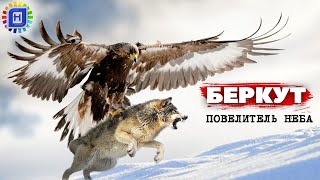 Беркут - повелитель небес | Его боятся даже волки  #беркут #хищные птицы #орёл