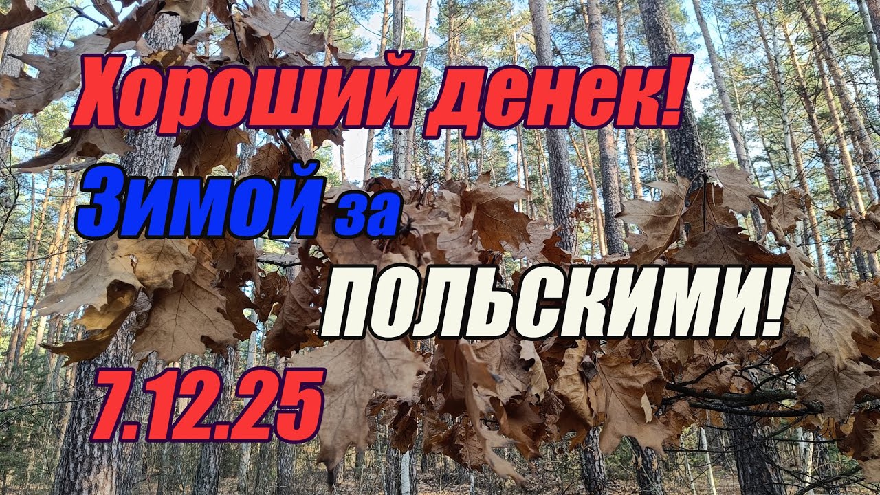Грибы декабря. Хороший денек! Зимой за польскими! 7.12.25