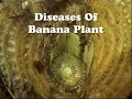 Diseases of Banana Plant