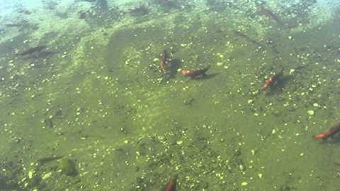 Spawning Salmon and Huge Trout in Alaska.