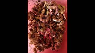 Pulichintakaya Seema Chintakaya Jungle Jalebi