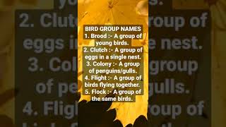 Bird Group Names Part 1