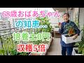 【99%の家庭菜園が知らない】培養土を買うのは今すぐやめなさい!タダの『発泡スチロール』が生ゴミを黄金に変える ― 収穫5倍の0円魔法、知らないと一生損する#家庭菜園 #有機農業 #土作り