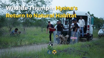 Hyena Well Rescued Treated and Released | RESQ CT, Pune 2023