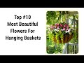 10 best hanging basket flowering plants top 10 plants  swaroopa diaries