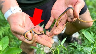 How to Find Snakes | Episode 10