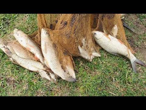 Catching Fish in a River with a Net