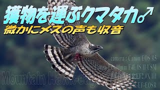 抱卵中のメスに獲物を運ぶオスのクマタカ　2022.4.16撮影　#クマタカ #野鳥撮影 #birds #CanonEOSR5 #野鳥観察 #猛禽 公開日: 2022/04/18