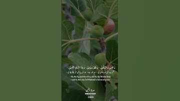 Surah At-Tin (سورة التين) #islamicteachings #quranicwisdom #surahattin