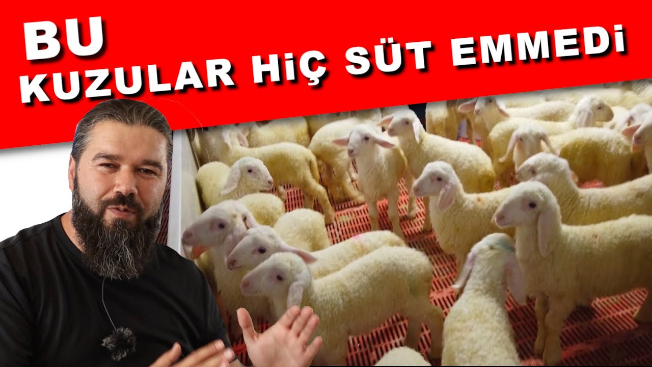 MAMA MAKİNESİ İLE KUZU BAKIMI