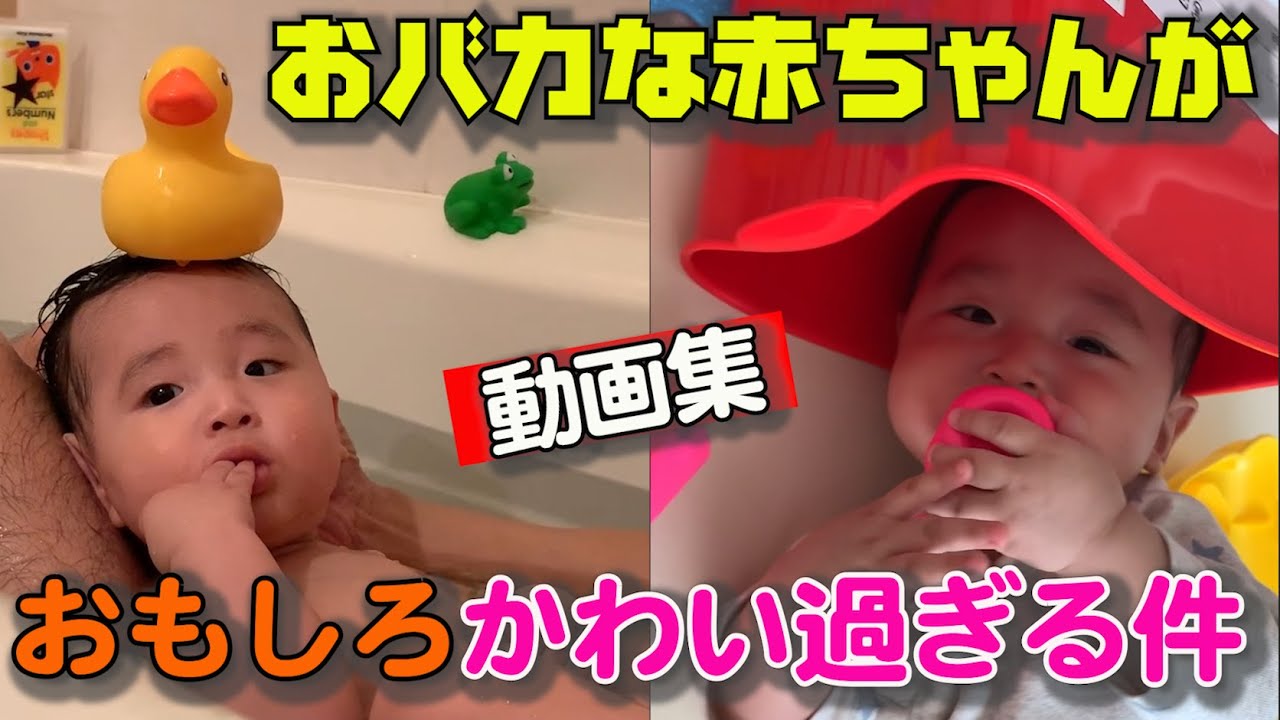 おバカな赤ちゃんが可愛い過ぎる件 Funny Baby 生後6ヶ月 Youtube おバカな赤ちゃんが可愛い過ぎる件 Funny Baby 生後6ヶ月 Youtube