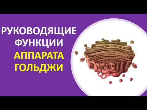 8. Руководящие функции аппарата Гольджи