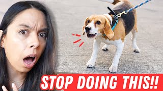 #1 MISTAKE Pet Parents Keep Making! ⚠️