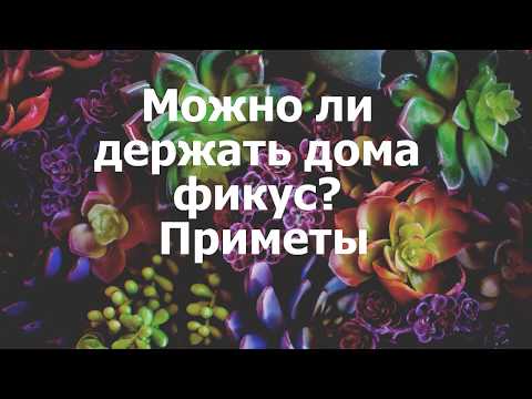 Вопрос: Какое комнатное растение нежелательно держать астматикам?