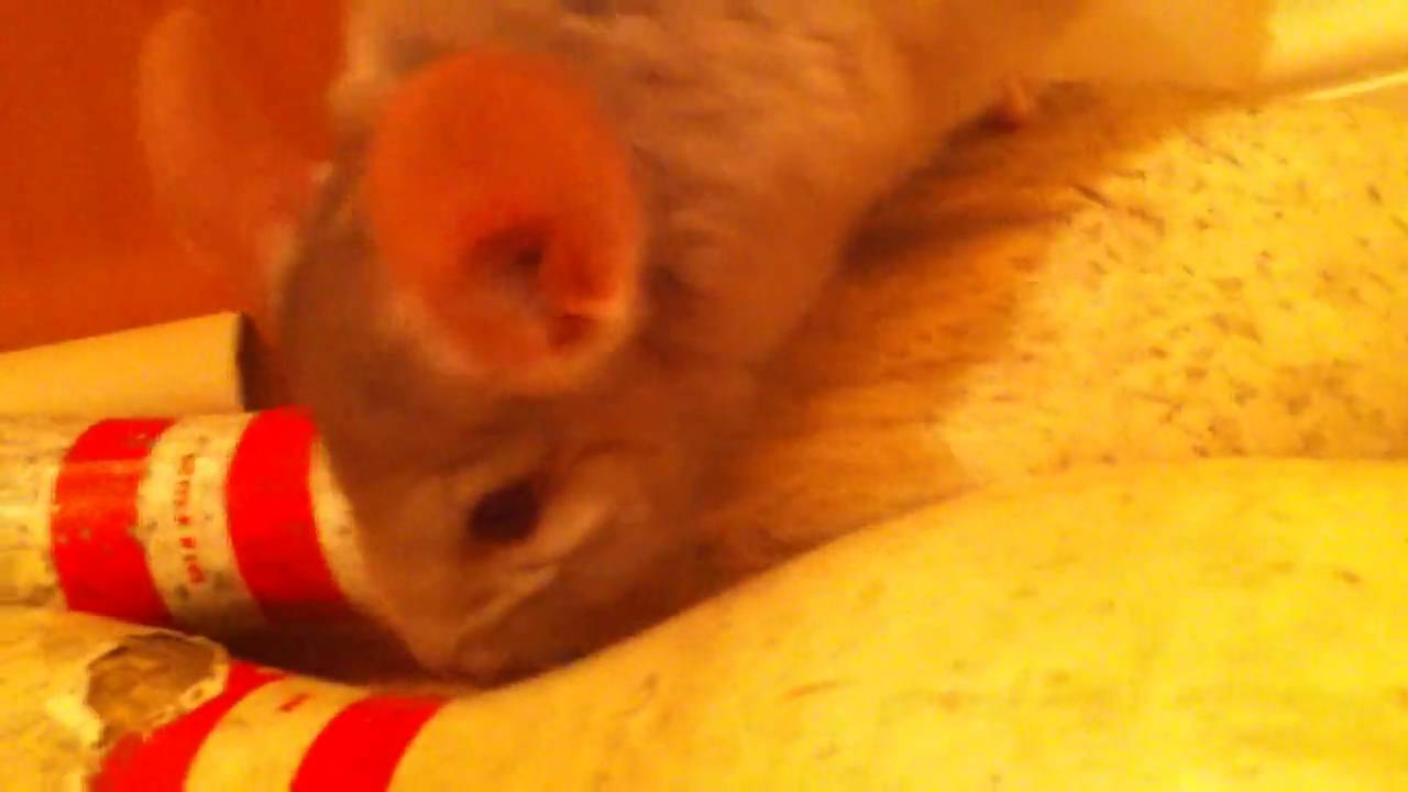 Happy chinchilla squeaking YouTube