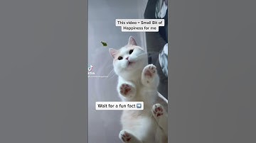 Cats can jump how high? #ABitofHappy #funny #youtube