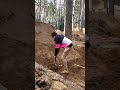 😍 SATISFYING TRAIL BUILDING TIMELAPSE 🌲