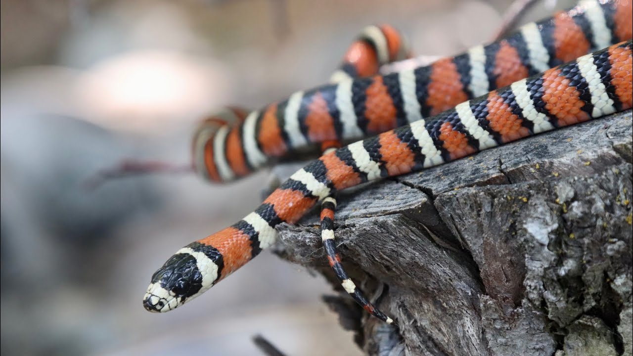 Utah Mountain Kingsnake. July 30th, 2022.