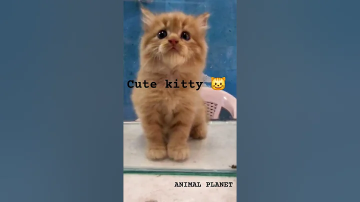 Watch the video about Cute Persian 🐈 | cute kitty 😺 | Animal planet #animalplanet #viral #fishtank #animalzone
