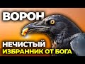 ПОЧЕМУ БОГ ВЫБРАЛ ВОРОНА? ПРАВДА, СКРЫТАЯ В БИБЛИИ 📜