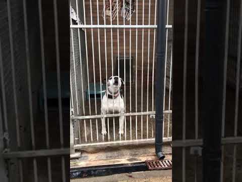 Wideo: Przynieść, a nie przynieść psa