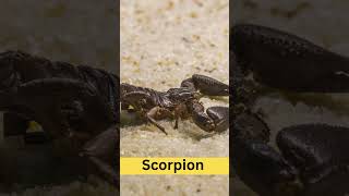 Scorpion  101 Facts #shorts
