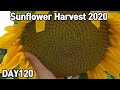 심심해서 해본 해바라기 키우기2♥ㅣSunflower Harvest 2020