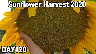 Sunflower Harvest 2020