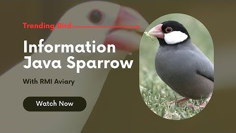 Java Finch Sparrow Complete information Urdu & Hindi | java Finch Colony & Cage Size or Breeding Tip