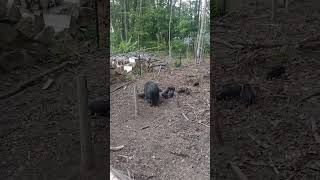 Potbelly Piglets Playing in the Woods.