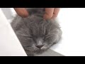 【涙腺崩壊】嫌ってた僕に猫ちゃんが心を開く瞬間...【感動】
