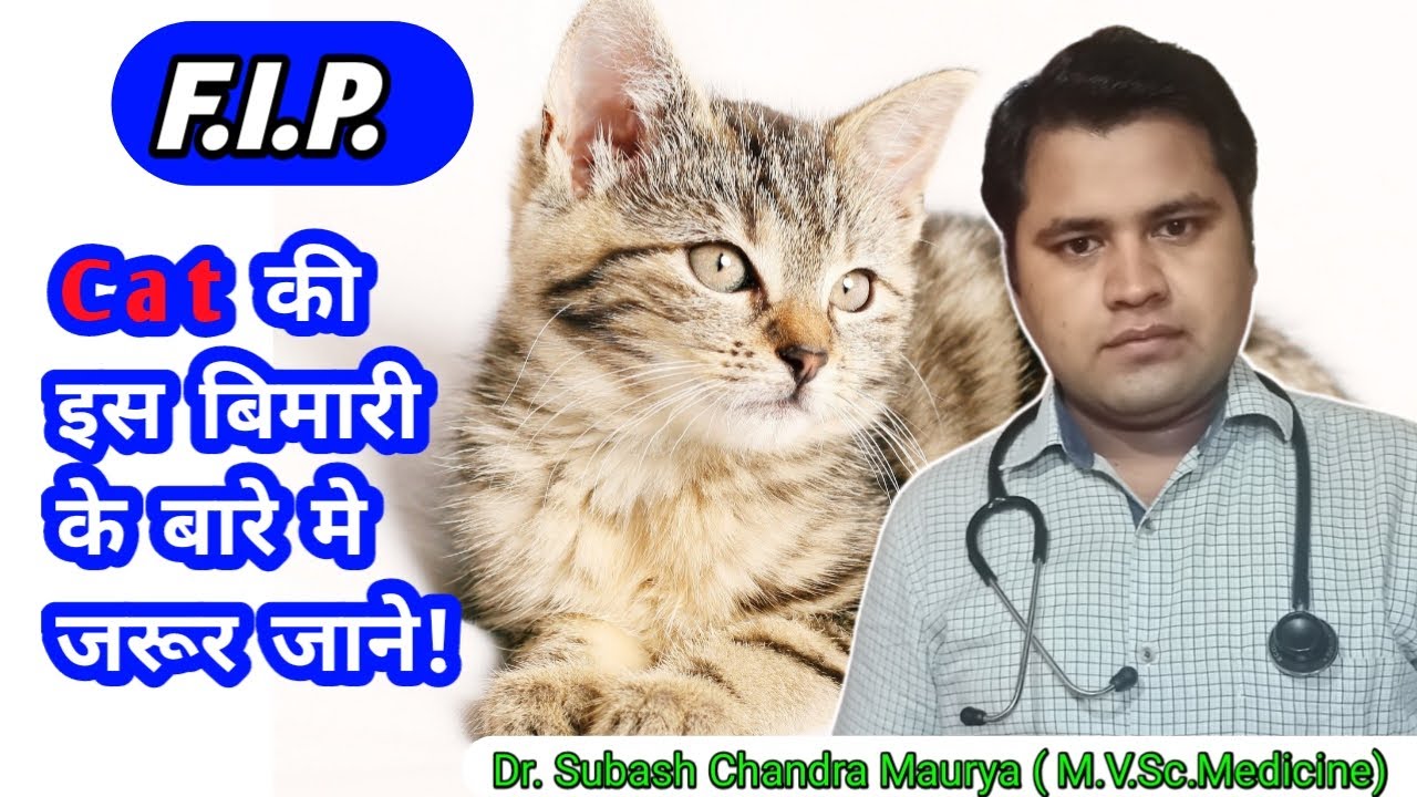 Feline infectious Peritonitis in Cats/FIP in cats By Doctor Pets