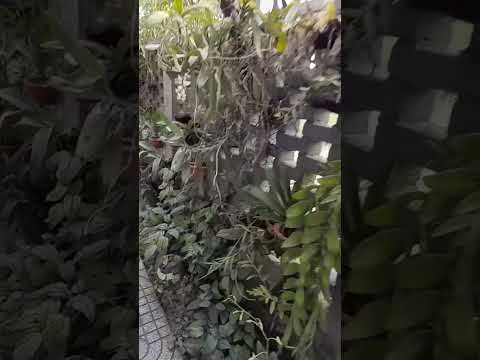 Video Hàng rào gạch không nung xây không cần tô trác vẫn đẹp... - youtube